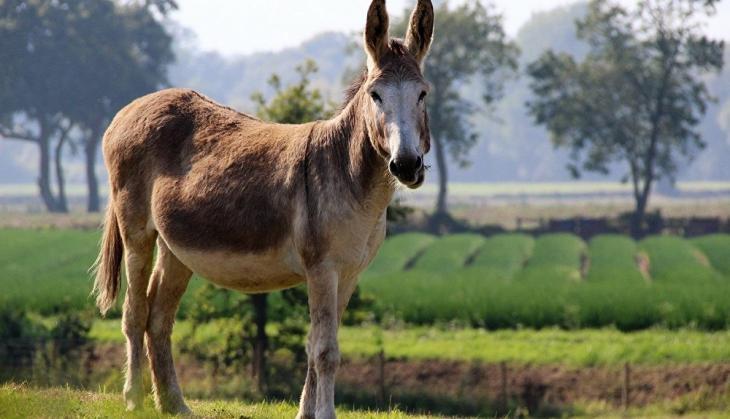 donkey