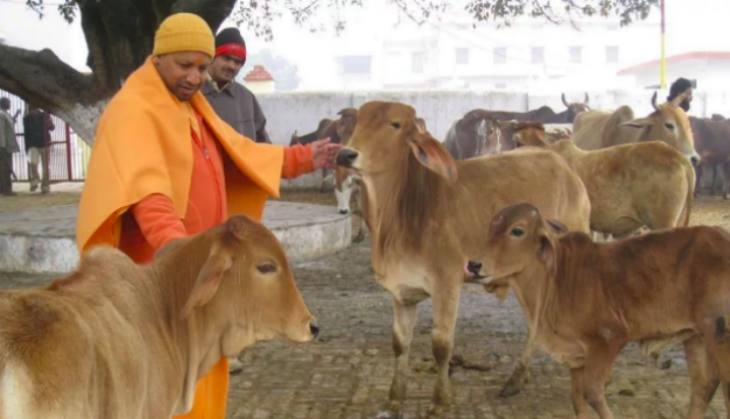 yogi