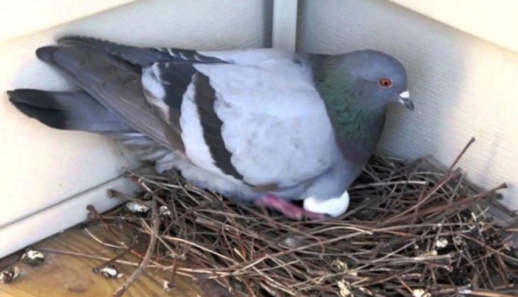 pigeon