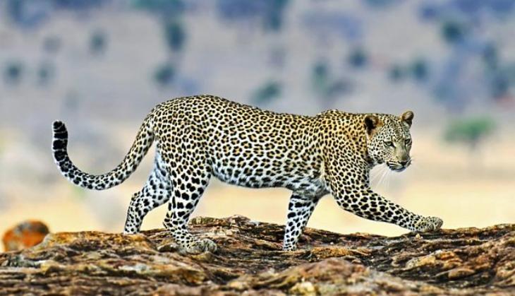Leopard