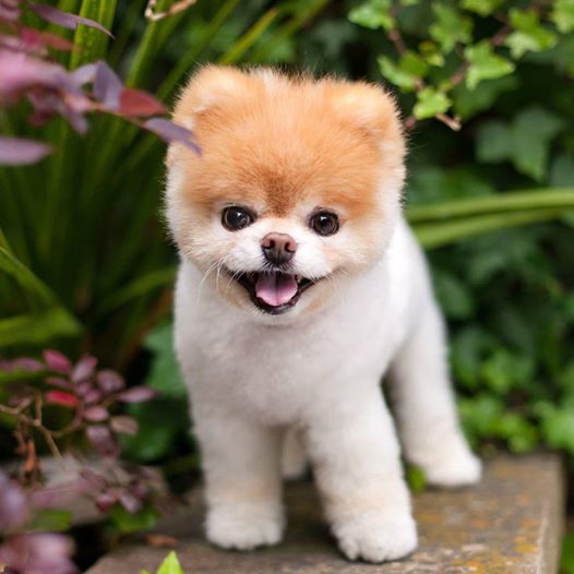 Sad! World's most cutest dog, Boo dies in sleep, owners claims ‘broken heart’ might be the reason