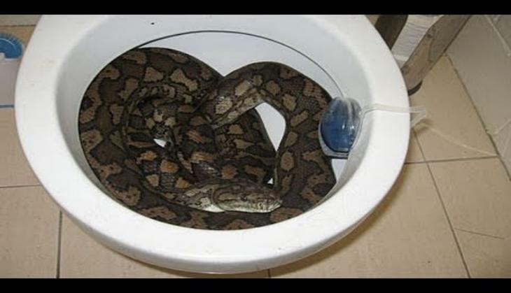 Family Shocked To Find Huge Python Inside Their Toilet