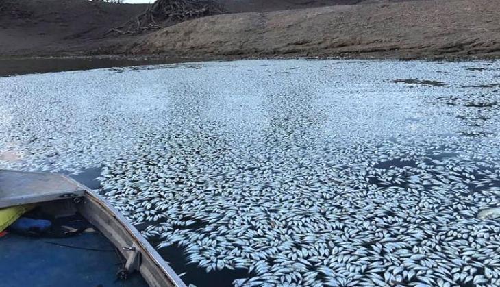 Fish Died