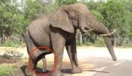 Watch: England cricketer Kevin Pietersen shares a rare video of elephant having an erection