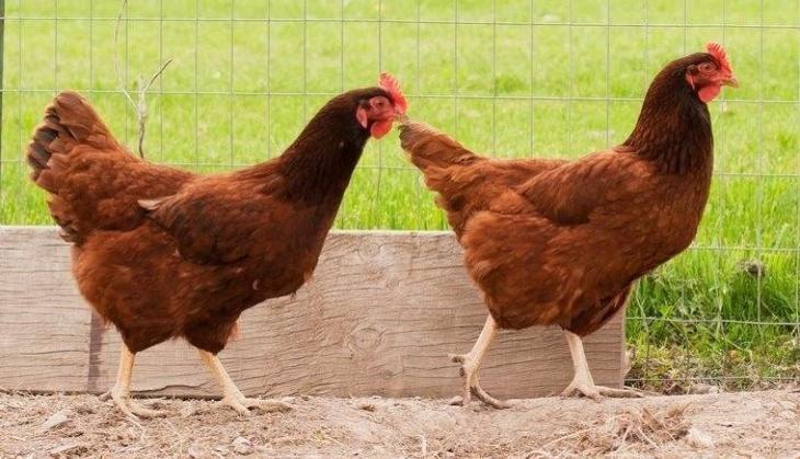 hen