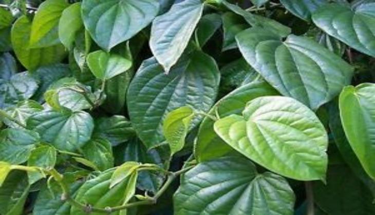 paan
