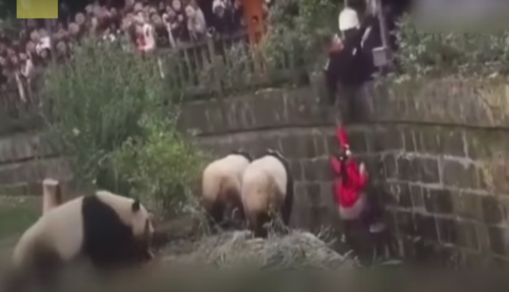 panda
