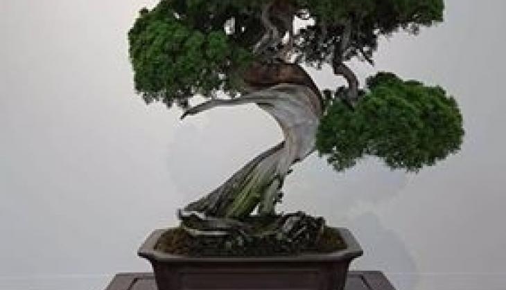 bonsai