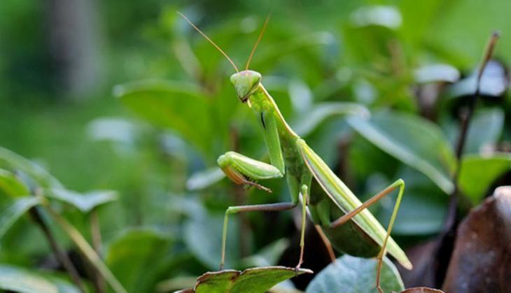 insects
