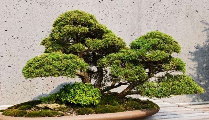 Bonsai Tree