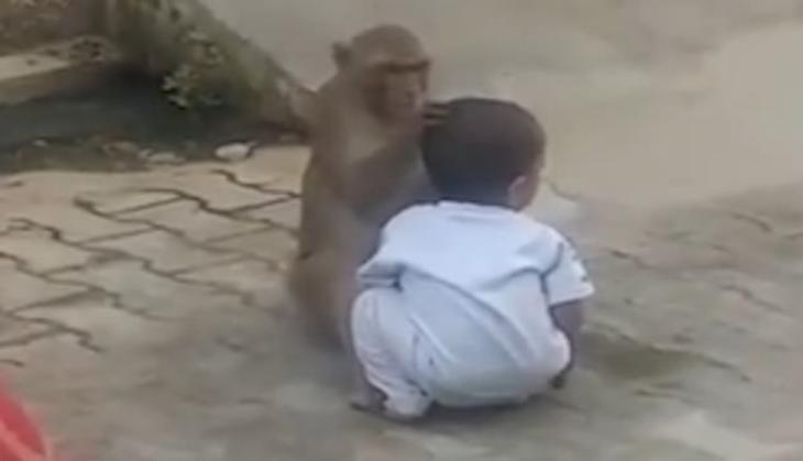 monkey kidnapped baby