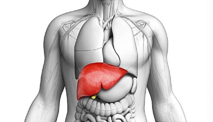 Liver