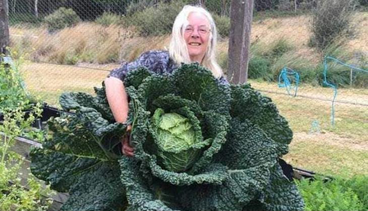Giant Cabbage