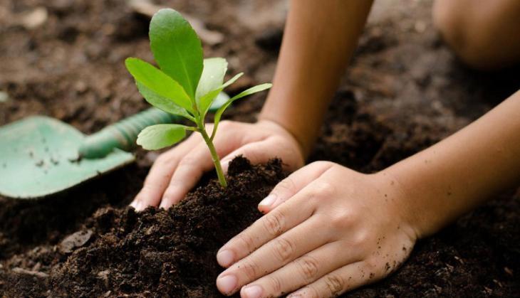 planting