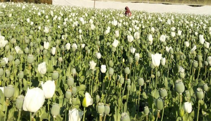 opium farming
