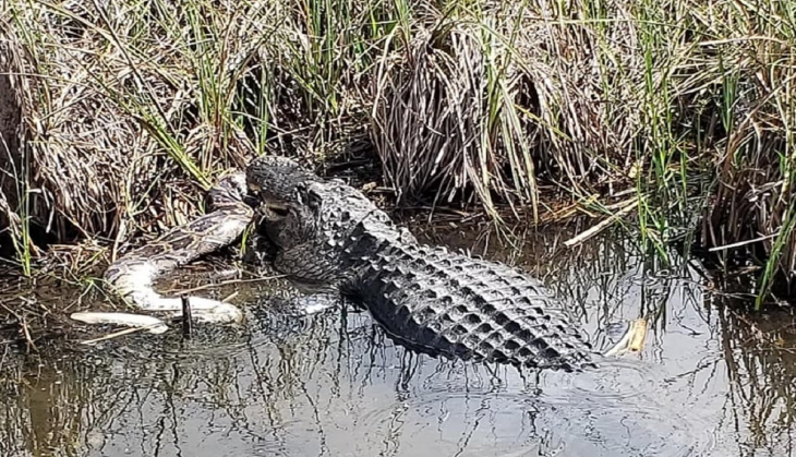alligator