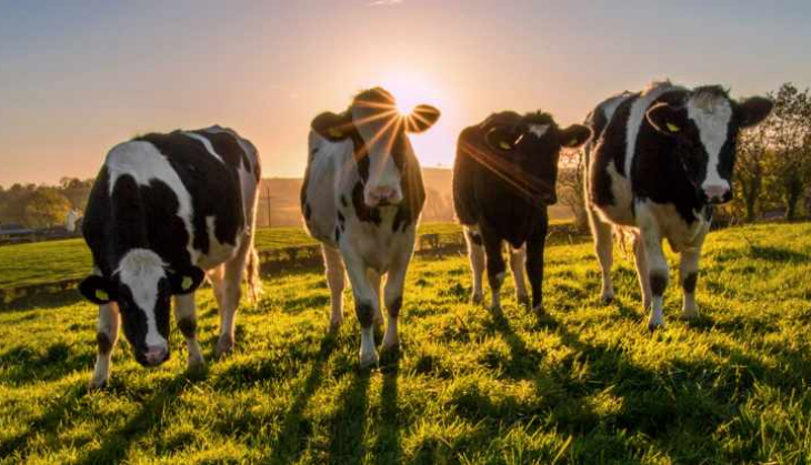 cow