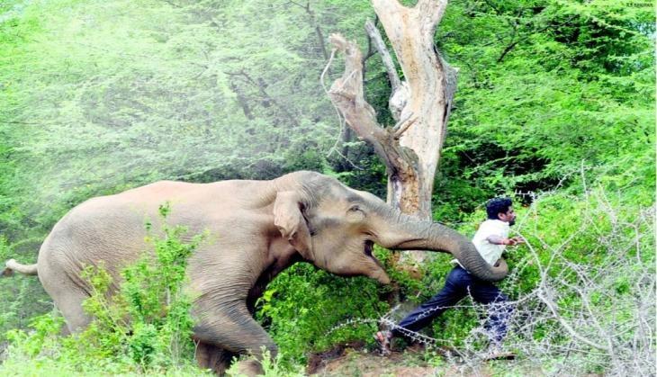 Angry Elephant