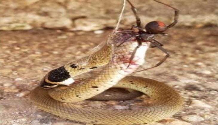 spider snake fight