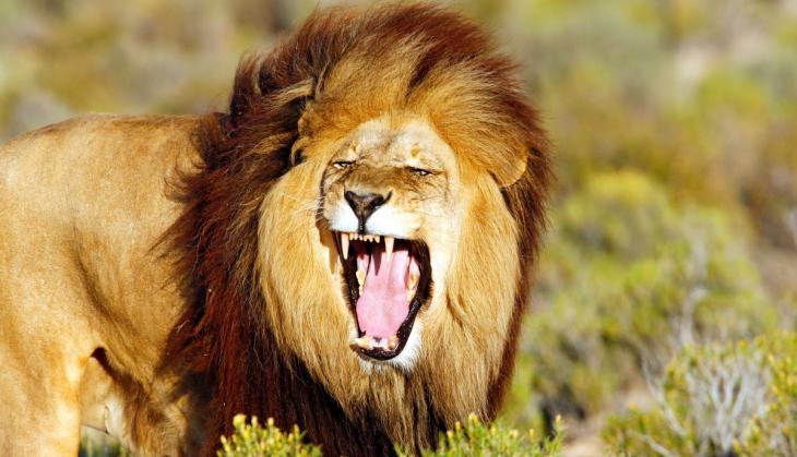 Lion