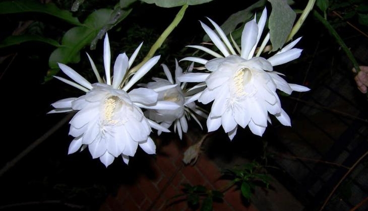 brama kamal