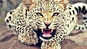 Rajasthan: Watch how a leopard had a free run and hid inside a storeroom; see viral video