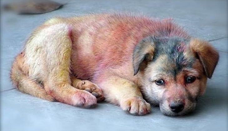 dog