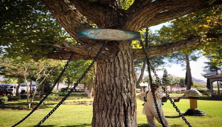 tree under arrest