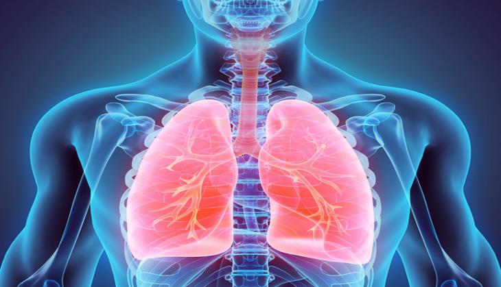 Scientists discover how plants breathe and how humans shaped their 'lungs'