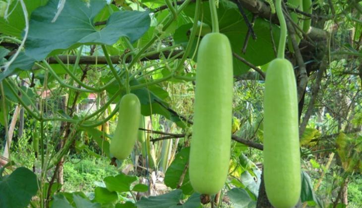 Bottle Gourd