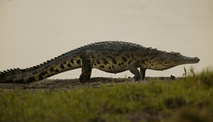 crocodile