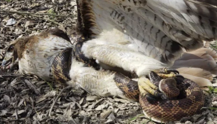 snake eagle fight