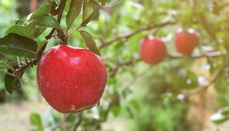 apple seed