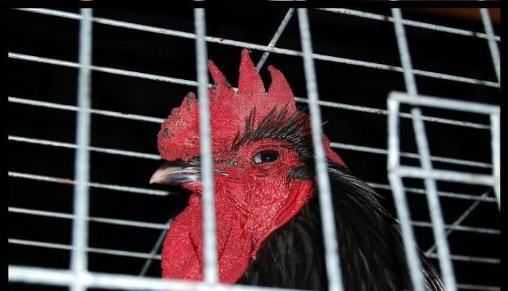 cock in jail