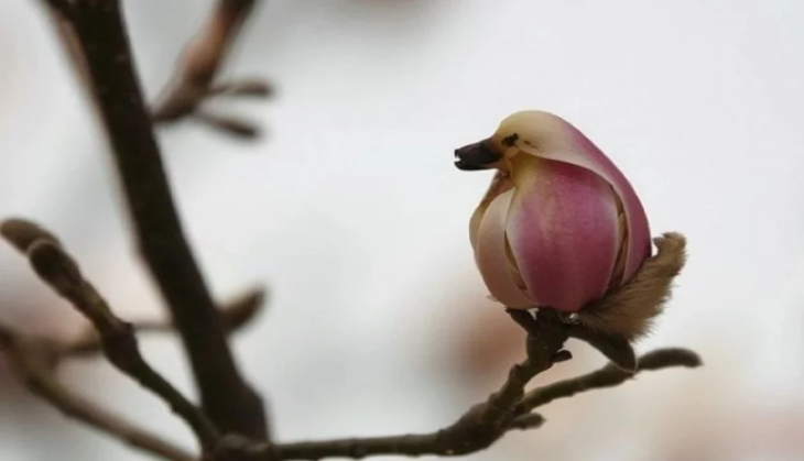 Magnolia flower