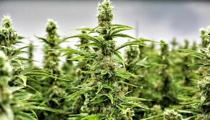 Why do people get addicted to cannabis?