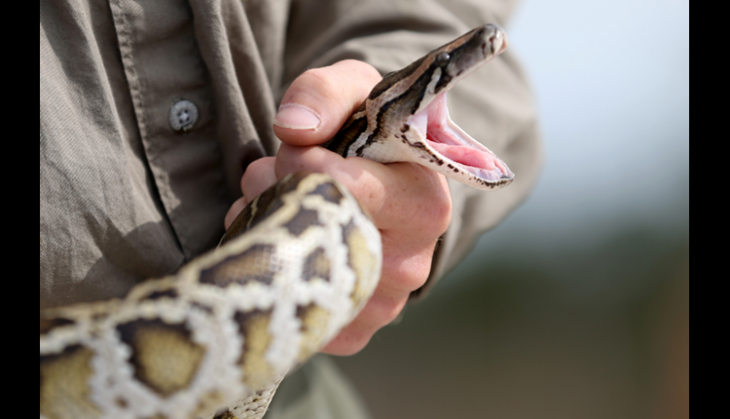 Cobra's severed head bites, kills chef