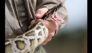 Scary! Watch how this man steals 4.5-foot python and hid in his pants; here's what happened next!