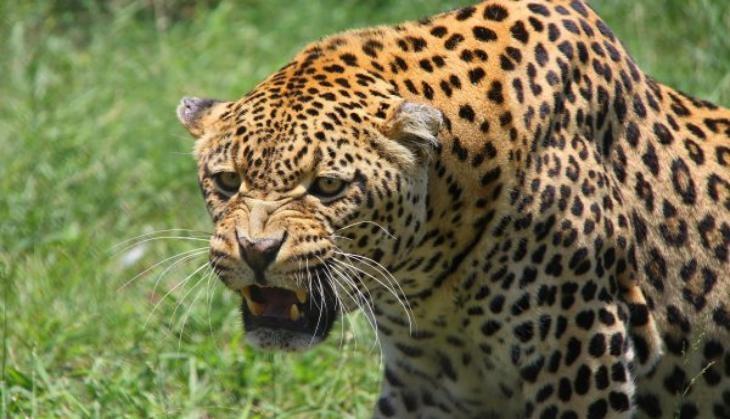 Leopard