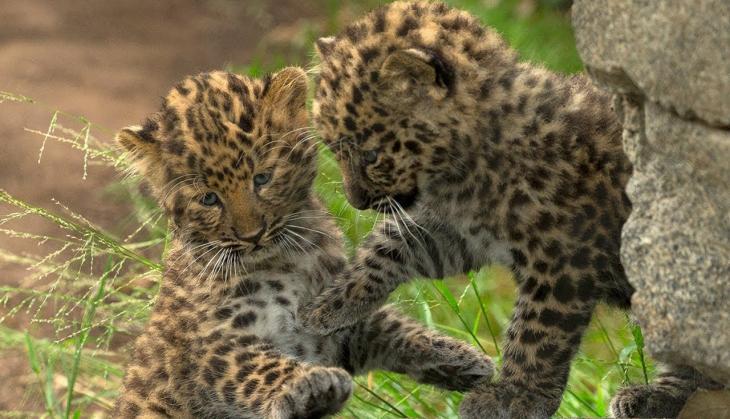 Five leopard cubs charred to death in a sugarcane farm in Pune district