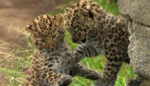 Five leopard cubs charred to death in a sugarcane farm in Pune district