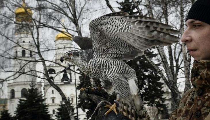 eagle