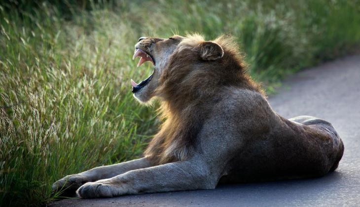 Lion