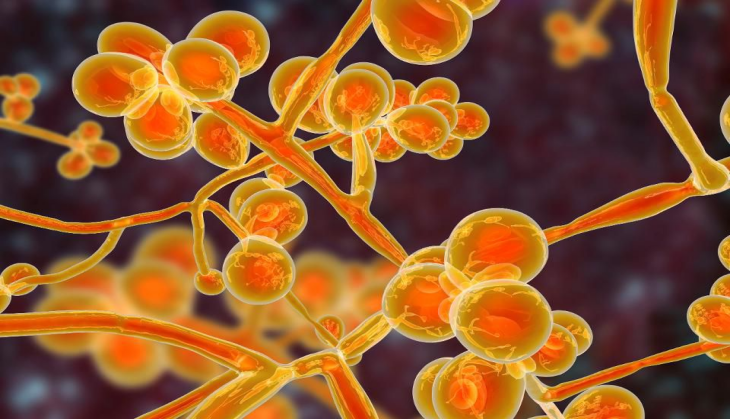 candida auris