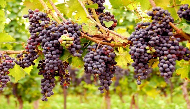 Grapes