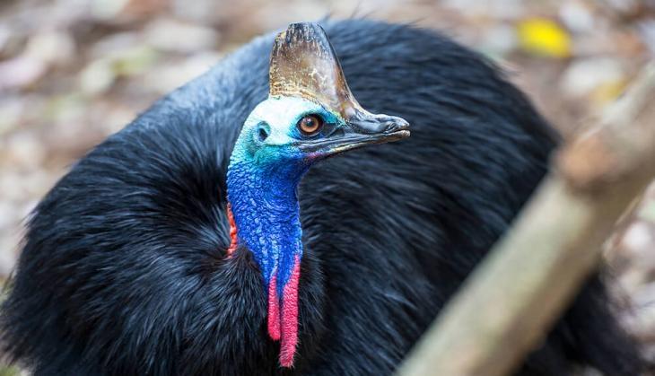 cassowary