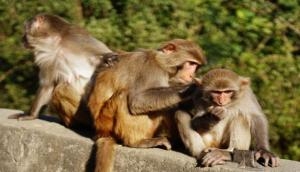 Madhya Pradesh: 15 monkeys die due to heat stroke, water scarcity in Joshi Baba forest