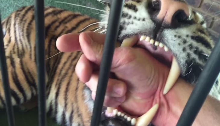 Scary! Man puts his hand inside a cage to pet the lioness; what she did with him will haunt you!