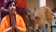 Sadhvi Pragya on health benefits of cow: Consuming cow urine cured my breast cancer