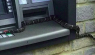 Bizarre! Snake found inside ATM machine in Coimbatore; what happened next will shock you!